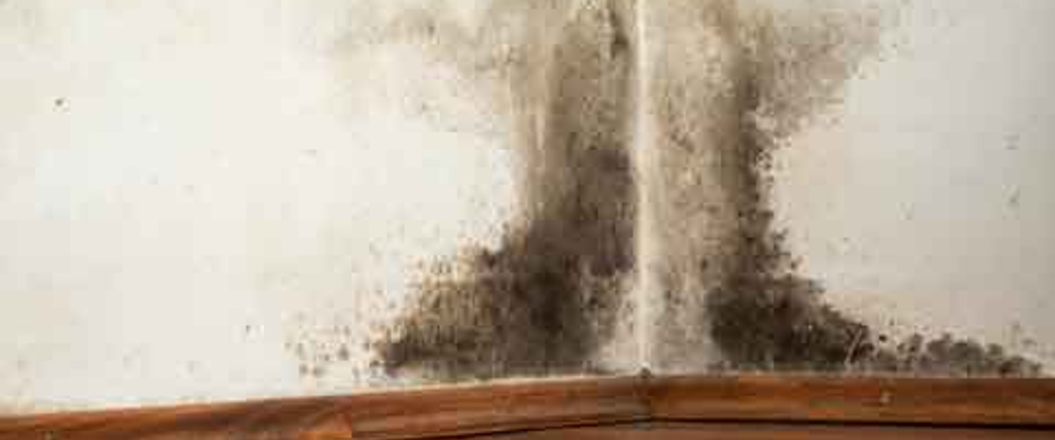 Mold Testing & Remediation